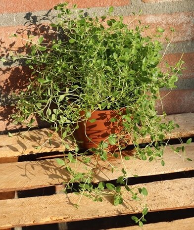 Biologische Tijm Plant - Thymus vulgaris Biologische Tijm Plant - Thymus vulgaris