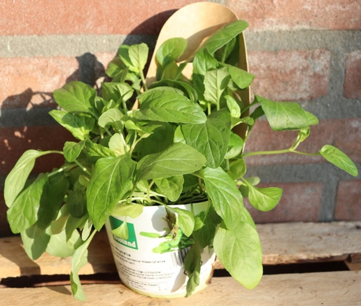 Biologische Gewone Brunel Plant - Prunella vulgaris Biologische Gewone Brunel Plant - Prunella vulgaris