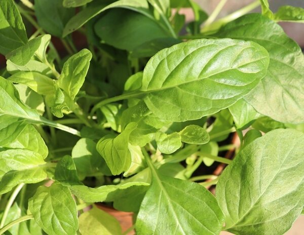 Biologische Gewone Brunel Plant - Prunella vulgaris Biologische Gewone Brunel Plant - Prunella vulgaris