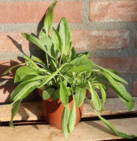 Biologische Brede Weegbree Plant - Plantago major Biologische Brede Weegbree Plant - Plantago major