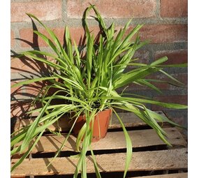 Biologische Smalle Weegbree Plant - Plantago lanceolata Biologische Smalle Weegbree Plant - Plantago lanceolata