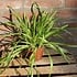 Biologische Smalle Weegbree Plant - Plantago lanceolata Biologische Smalle Weegbree Plant - Plantago lanceolata
