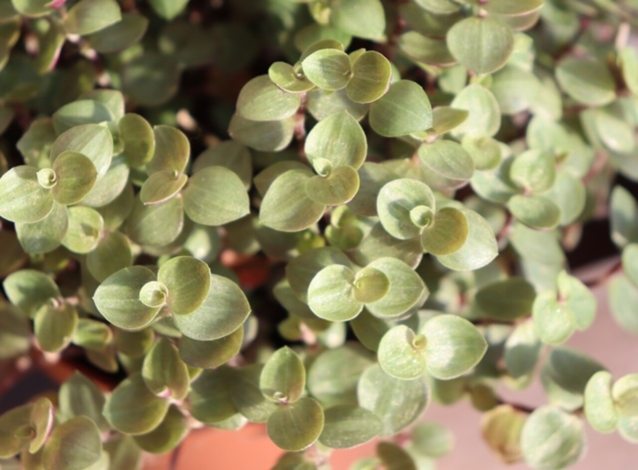 Biologische Schildpadplant - Callisia repens Biologische Schildpadplant - Callisia repens