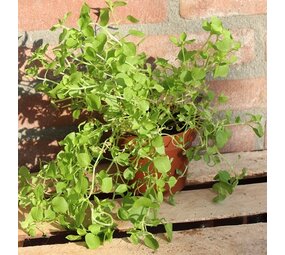Biologische Vogelmuur Plant - Stellaria media Biologische Vogelmuur Plant - Stellaria media