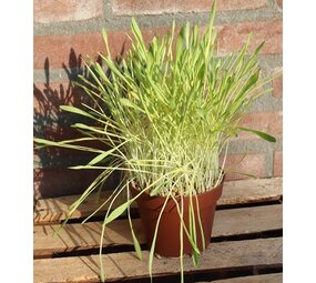 Biologische Tarwekiemen Plant - Triticum Biologische Tarwekiemen Plant - Triticum