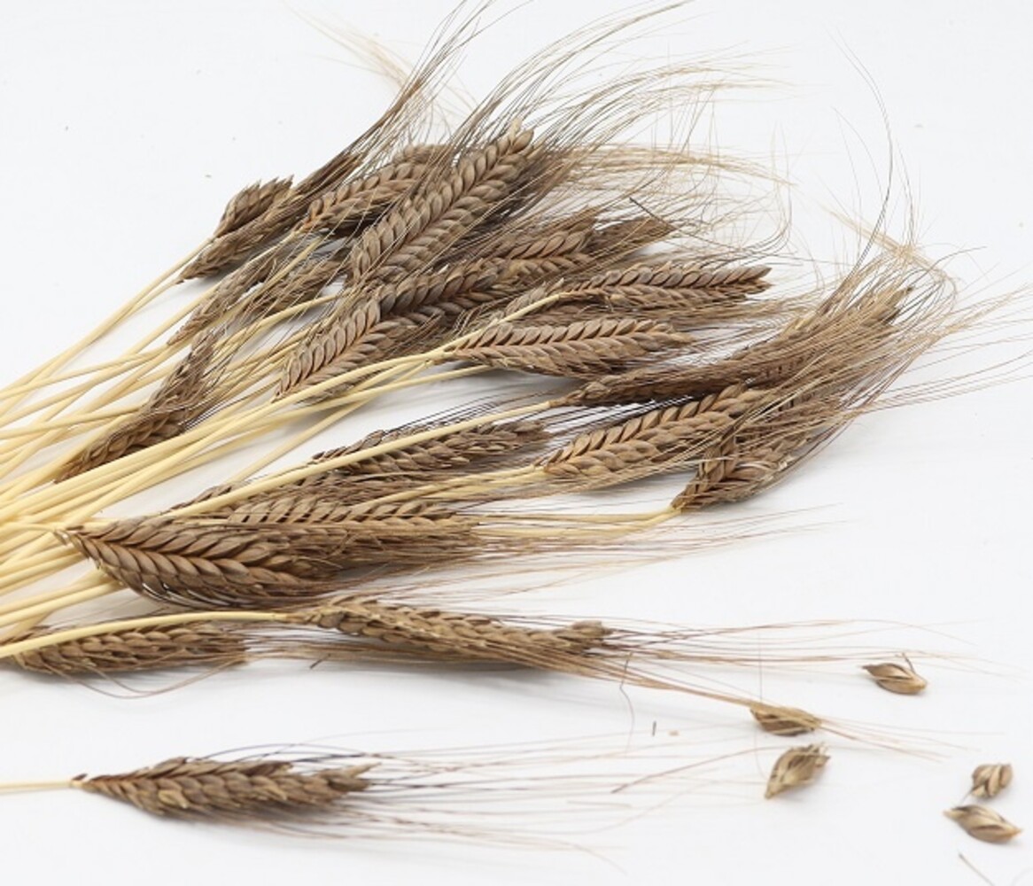 Herbimals Herbimals Emmertarwearen - 100 gram Herbimals Herbimals Emmertarwearen - 100 gram