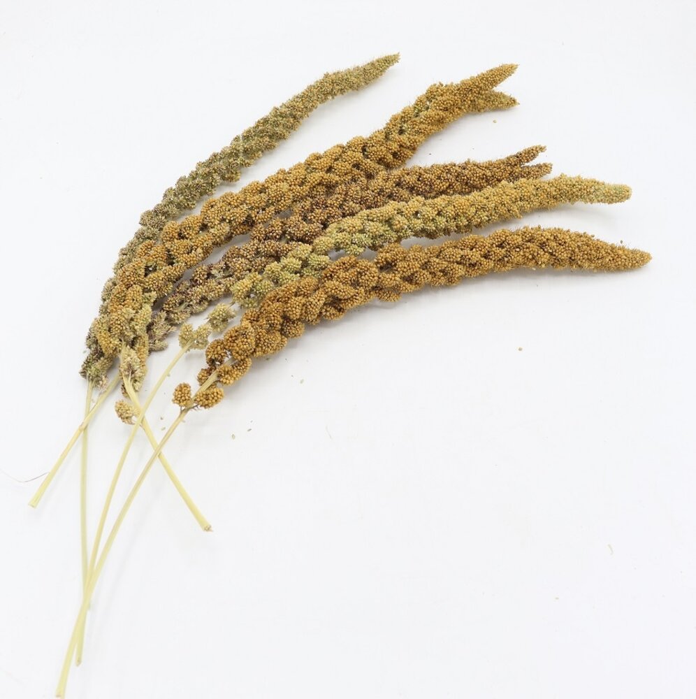 Herbimals Herbimals Trosgierst geel - 100 gram Herbimals Herbimals Trosgierst geel - 100 gram