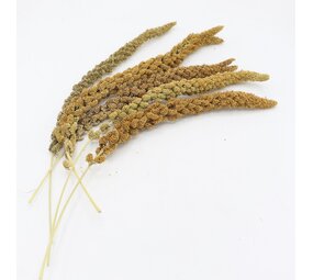 Herbimals Herbimals Trosgierst geel - 100 gram Herbimals Herbimals Trosgierst geel - 100 gram