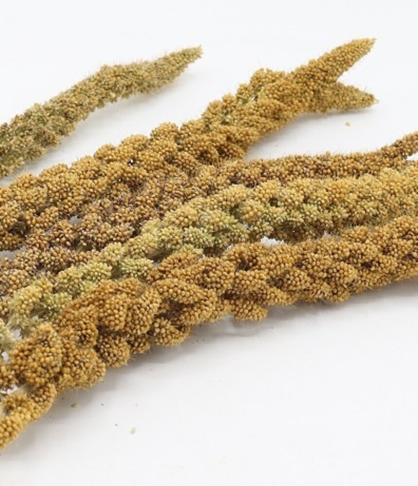 Herbimals Herbimals Trosgierst geel - 100 gram Herbimals Herbimals Trosgierst geel - 100 gram