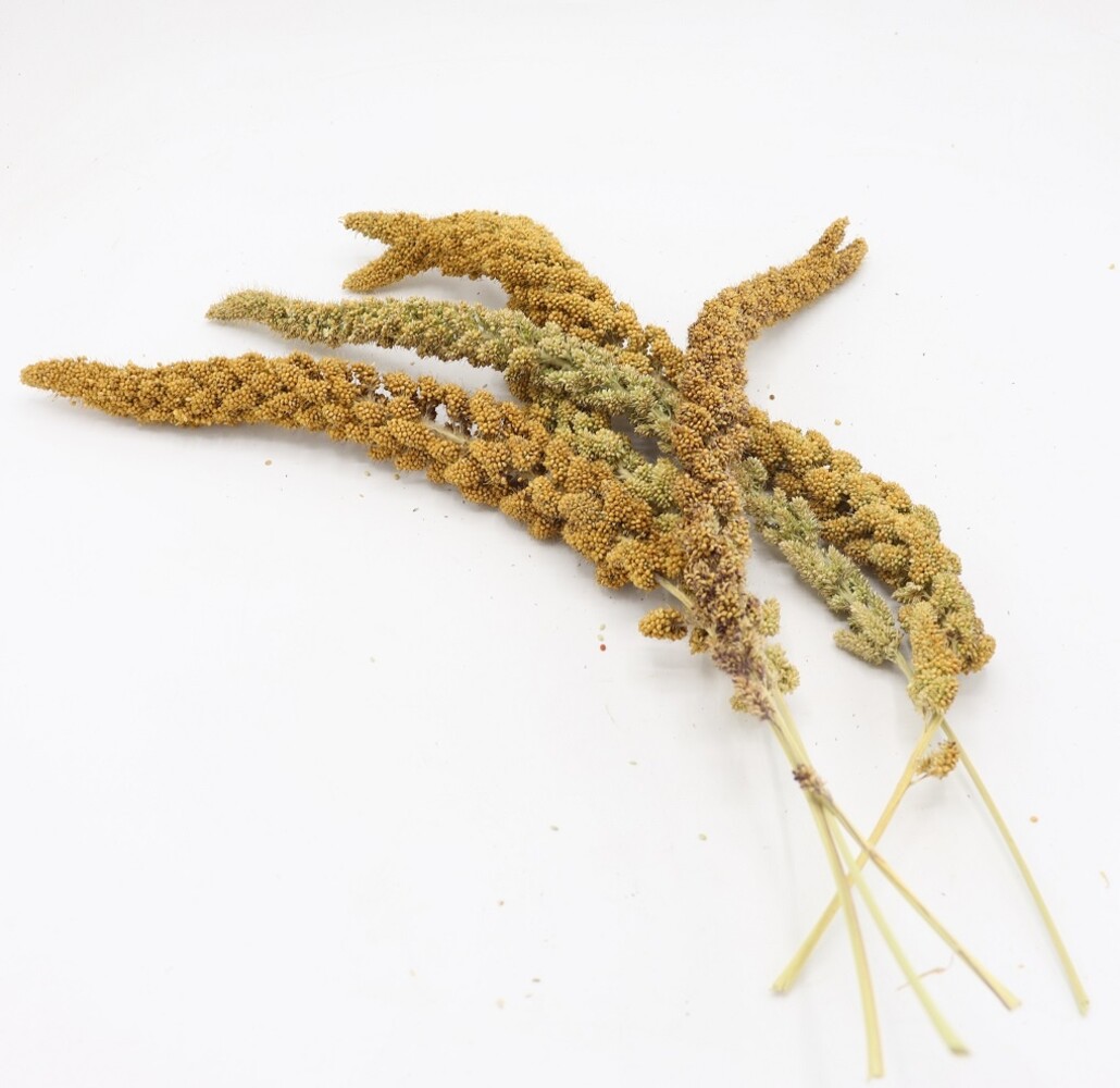 Herbimals Herbimals Trosgierst geel - 100 gram Herbimals Herbimals Trosgierst geel - 100 gram