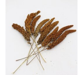 Herbimals Herbimals Trosgierst rood - 100 gram Herbimals Herbimals Trosgierst rood - 100 gram