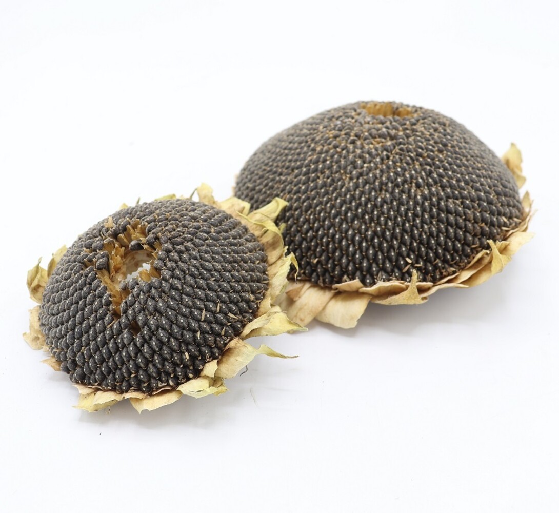 Zonnebloemkop Zwart L - circa 14 cm - 100 gram