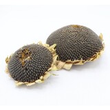 Zonnebloemkop Zwart L - circa 14 cm - 100 gram