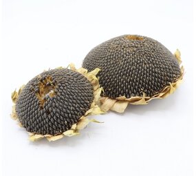 Zonnebloemkop Zwart L - circa 14 cm - 100 gram