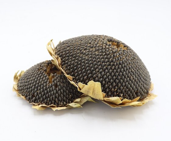 Zonnebloemkop Zwart L - circa 14 cm - 100 gram
