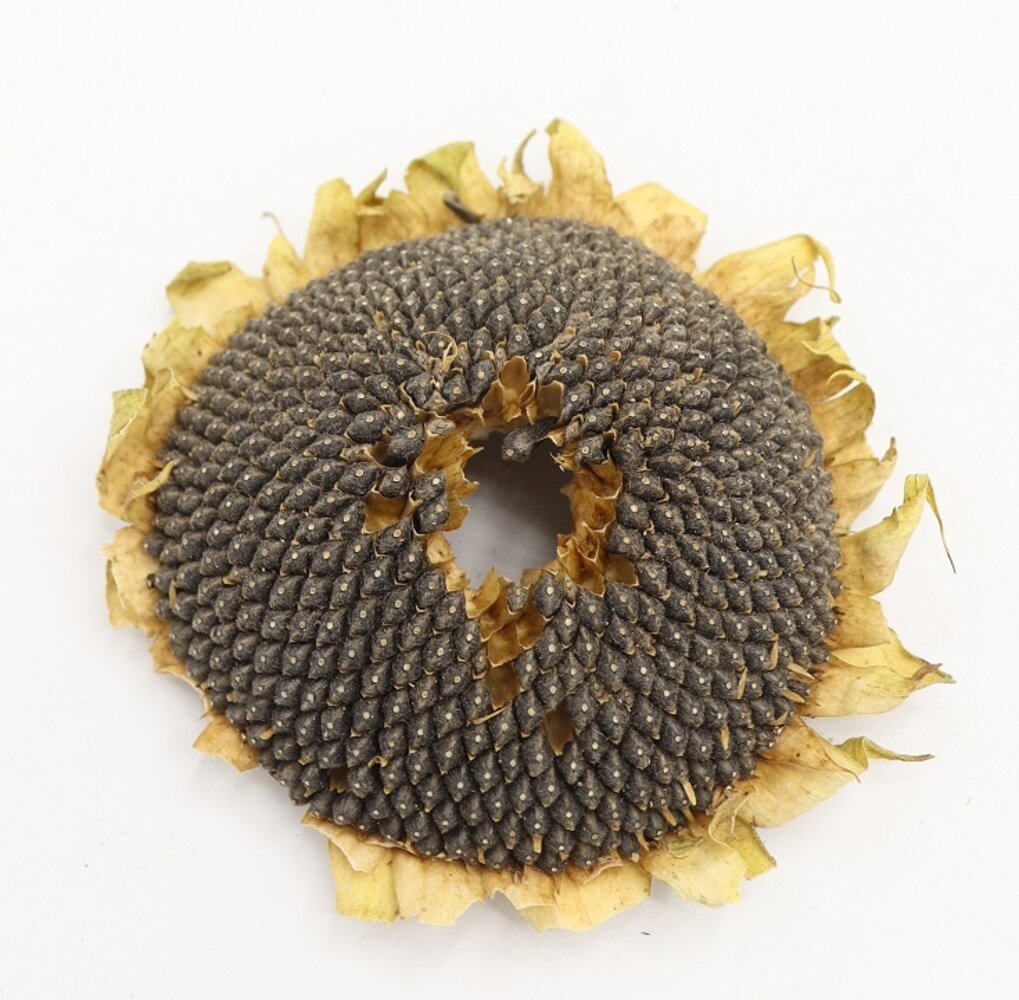 Zonnebloemkop Zwart L - circa 14 cm - 100 gram