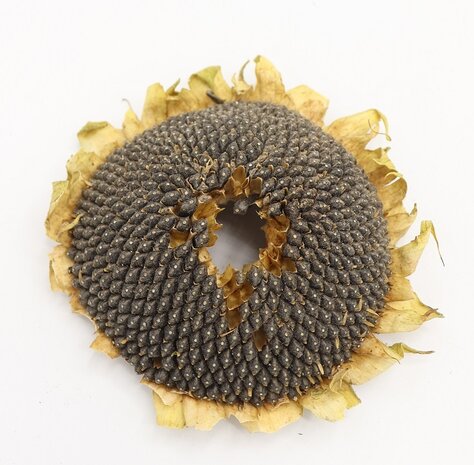 Zonnebloemkop Zwart L - circa 14 cm - 100 gram