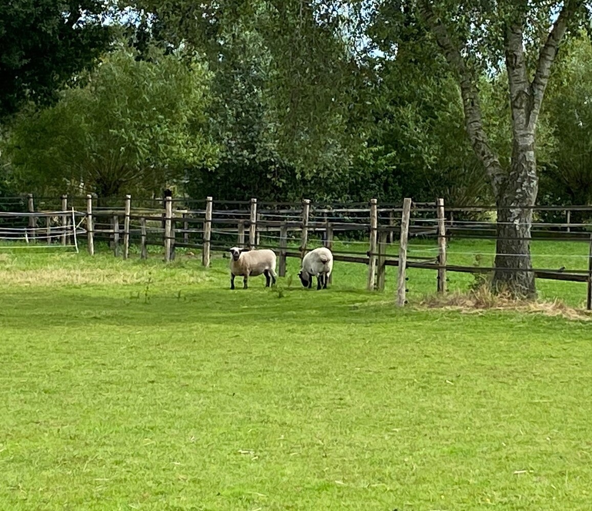 Herbimals Losse Herbimals Kruidenbox - Maandbox - Schaap Herbimals Losse Herbimals Kruidenbox - Maandbox - Schaap