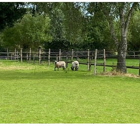 Herbimals Losse Herbimals Kruidenbox - Schaap Herbimals Losse Herbimals Kruidenbox - Schaap