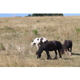 Seizoenspaard programma Seizoenspaard programma