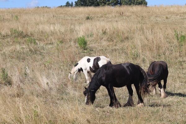 Seizoenspaard programma Seizoenspaard programma