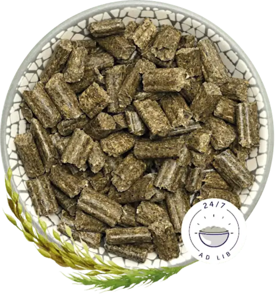 Bunny Nature Bunny Nature - KonijnenDroom Young Bunny Nature Bunny Nature - KonijnenDroom Young