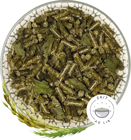 Bunny Nature Bunny Nature CaviaDroom Basic Bunny Nature Bunny Nature CaviaDroom Basic