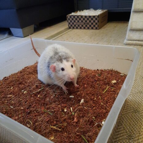 Allkokos Allkokos Kokosvezel Bodembedekking - 40 liter