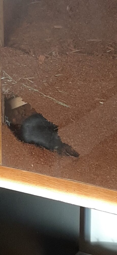 Allkokos Allkokos Kokosvezel Bodembedekking - 40 liter