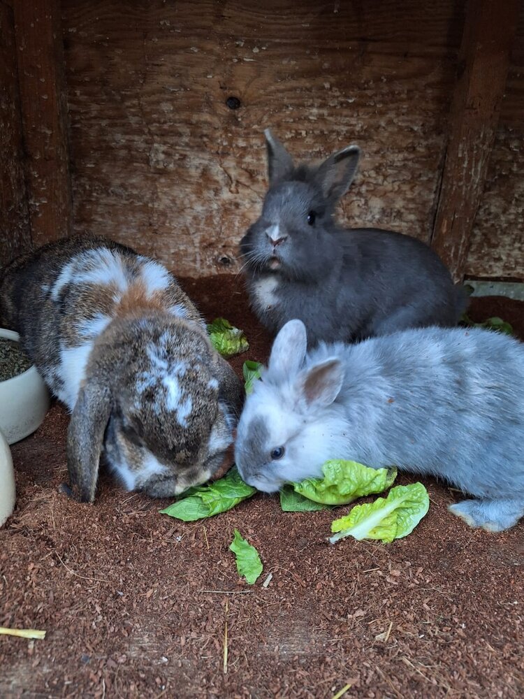 Allkokos Allkokos Kokosvezel Bodembedekking - 40 liter