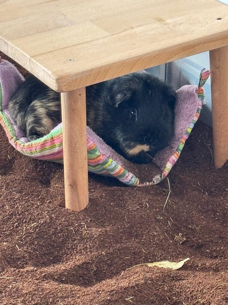 Allkokos Allkokos Kokosvezel Bodembedekking - 40 liter