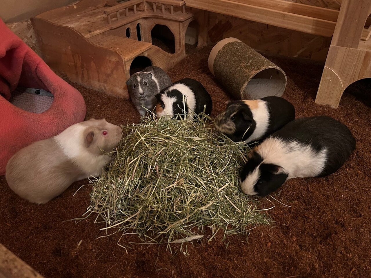 Allkokos Allkokos Kokosvezel Bodembedekking - 40 liter