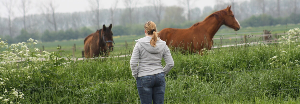 Je paard in het voorjaar de wei op: waar moet je op letten. Je paard in het voorjaar de wei op: waar moet je op letten.