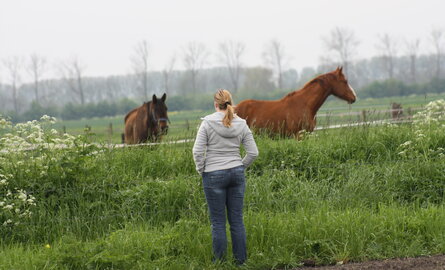 Je paard in het voorjaar de wei op: waar moet je op letten.