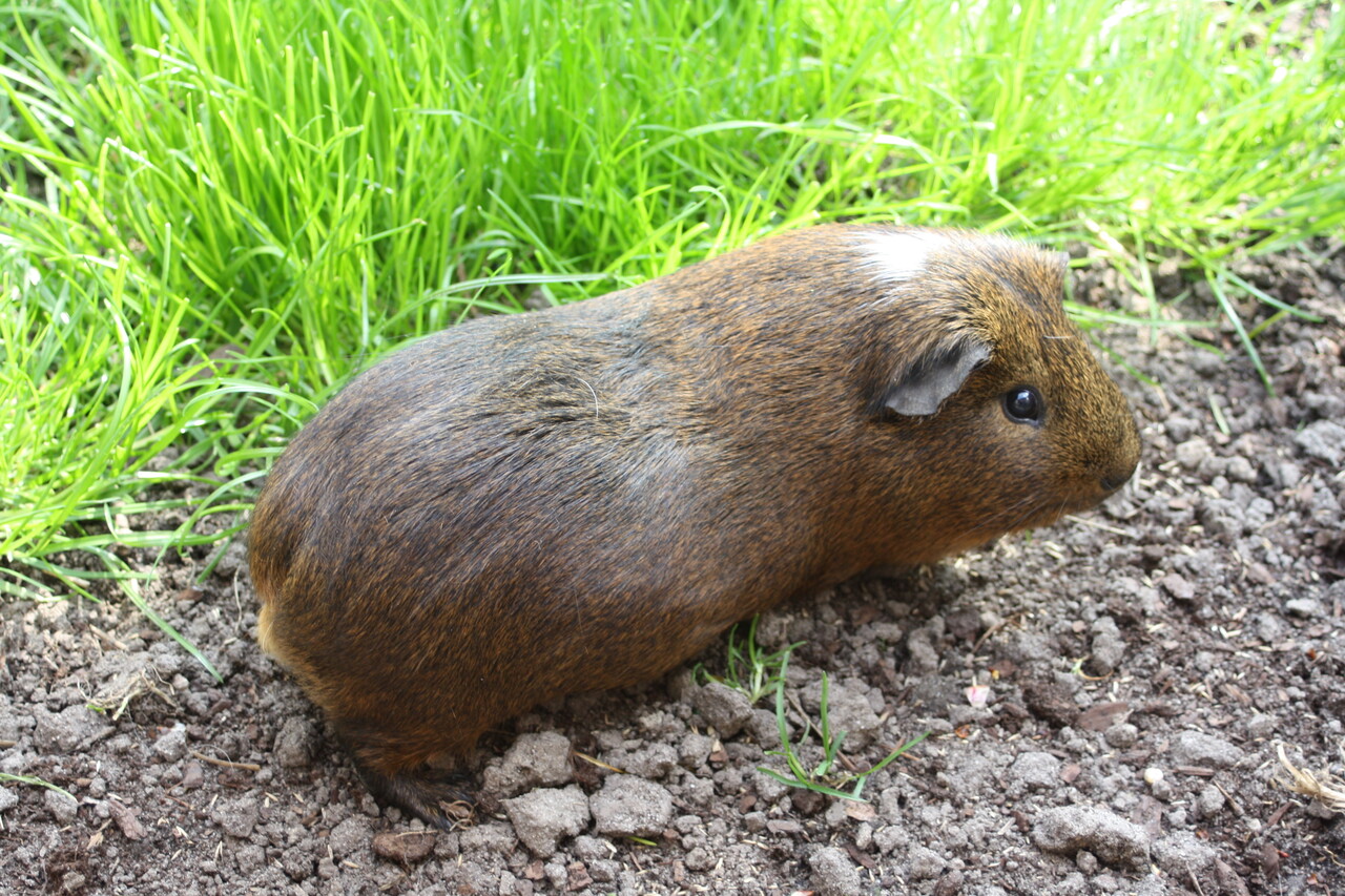 Herbimals Losse Herbimals Kruidenbox - Maandbox - Cavia's Herbimals Losse Herbimals Kruidenbox - Maandbox - Cavia's