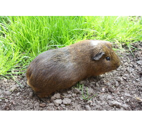 Herbimals Losse Herbimals Kruidenbox - Cavia's Herbimals Losse Herbimals Kruidenbox - Cavia's