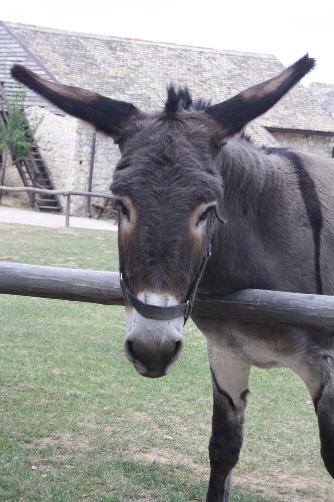 Herbimals Losse Herbimals Kruidenbox - Maandbox - Ezel Herbimals Losse Herbimals Kruidenbox - Maandbox - Ezel