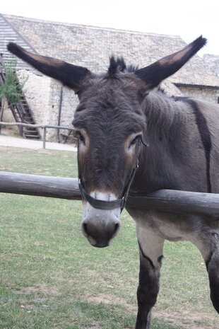 Herbimals Losse Herbimals Kruidenbox - Maandbox - Ezel Herbimals Losse Herbimals Kruidenbox - Maandbox - Ezel
