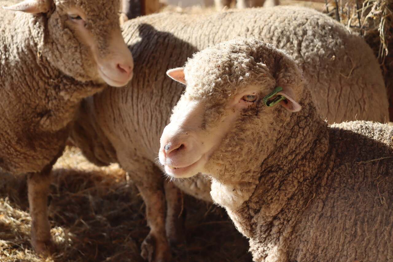Herbimals Losse Herbimals Kruidenbox - Maandbox - Schaap Herbimals Losse Herbimals Kruidenbox - Maandbox - Schaap