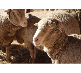 Herbimals Losse Herbimals Kruidenbox - Schaap Herbimals Losse Herbimals Kruidenbox - Schaap