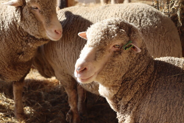 Herbimals Losse Herbimals Kruidenbox - Maandbox - Schaap Herbimals Losse Herbimals Kruidenbox - Maandbox - Schaap