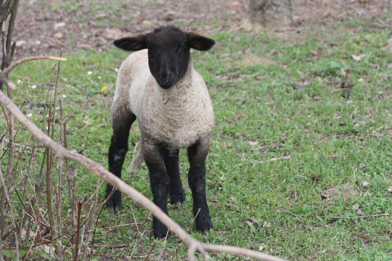 Herbimals Losse Herbimals Kruidenbox - Maandbox - Schaap Herbimals Losse Herbimals Kruidenbox - Maandbox - Schaap
