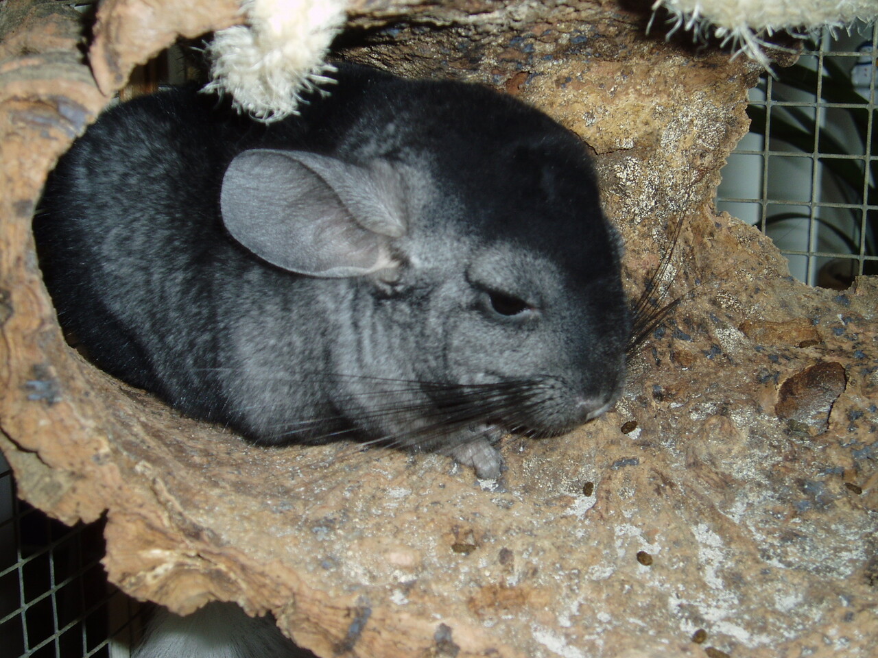 Herbimals Losse Herbimals Kruidenbox - Maandbox - Chinchilla's Herbimals Losse Herbimals Kruidenbox - Maandbox - Chinchilla's