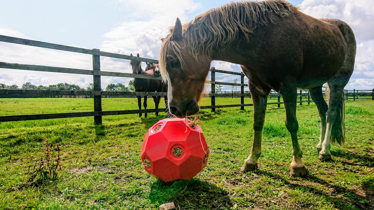 Parallax Parallax Hay Play Ball - Voerbal Parallax Parallax Hay Play Ball - Voerbal