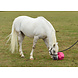 Parallax Parallax Treat Play Ball - Snackbal Parallax Parallax Treat Play Ball - Snackbal