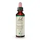 Bach Bach Bloesem - Walnut - Walnoot - 20 ml Bach Bach Bloesem - Walnut - Walnoot - 20 ml