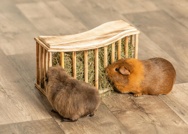 Trixie Trixie Houten Hooiruif Vrijstaand - 37 × 19 × 13 cm Trixie Trixie Houten Hooiruif Vrijstaand - 37 × 19 × 13 cm