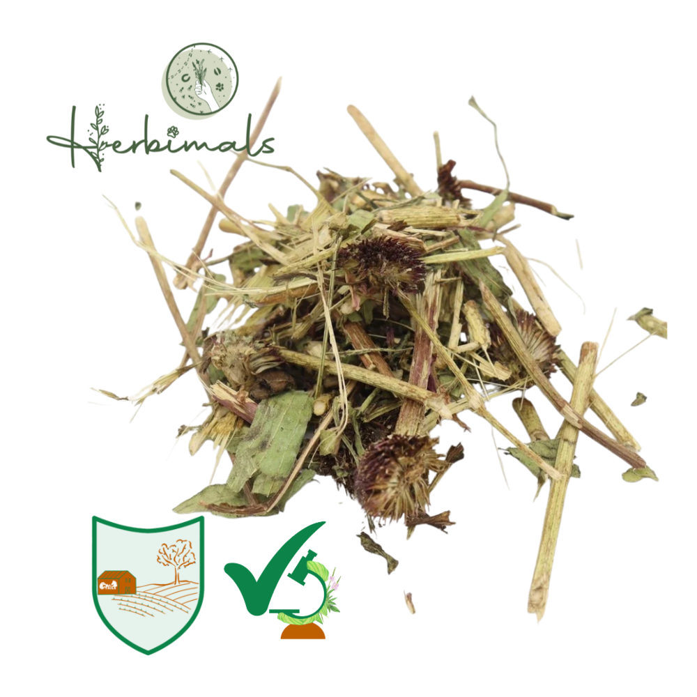 Herbimals Herbimals Rode zonnehoed - Echinacea - grof Herbimals Herbimals Rode zonnehoed - Echinacea - grof