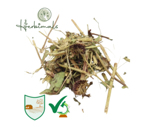 Herbimals Herbimals Rode zonnehoed - Echinacea - grof Herbimals Herbimals Rode zonnehoed - Echinacea - grof