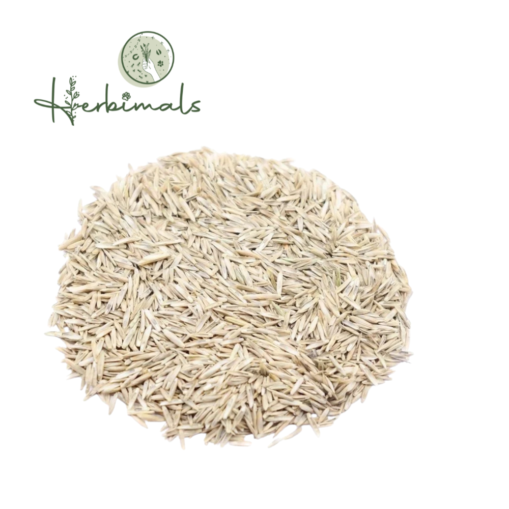 Herbimals Herbimals Engels raaigras graszaad